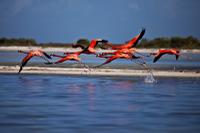 FLAMINGOES AT RIO LAGARTOS